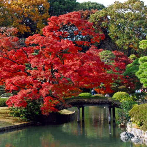 Voorbeeld 6 - herfst